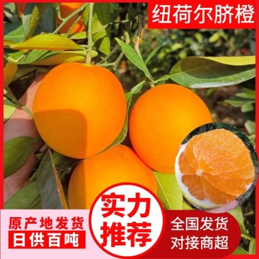 湖南湘西龙山里耶比耳脐橙产地直供，超甜，超靓，超红颜色