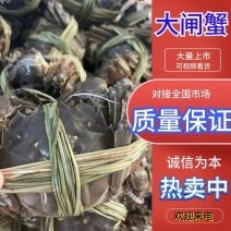 阳澄湖大闸蟹食用3.0两母蟹产地发货，质量保证