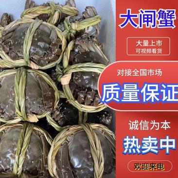 新鲜货，阳澄湖大闸蟹食用2.3两-2.5两/只雌产地发货