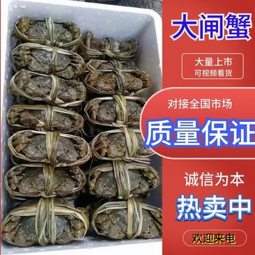 【精品】固城湖大闸蟹公蟹3.0两新鲜食用，质量保证