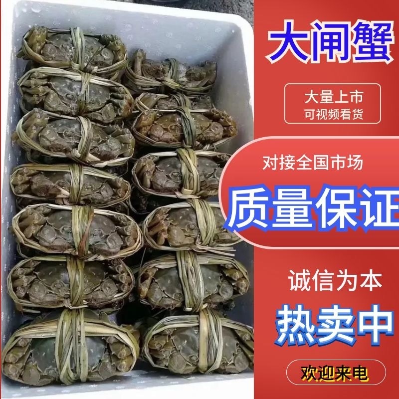 【精品】固城湖大闸蟹公蟹3.0两新鲜食用，质量保证