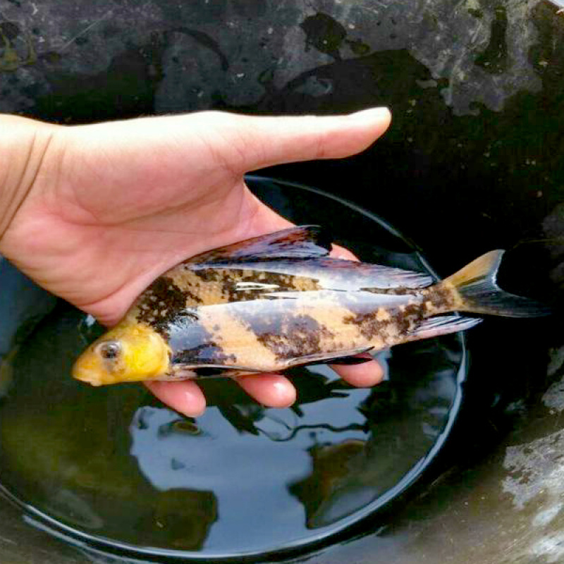 四川眉山天贵水产胭脂鱼美人鱼苗基地繁殖养殖