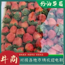 安徽闻集草莓，草莓果品优质，欢迎各地水果老板合作