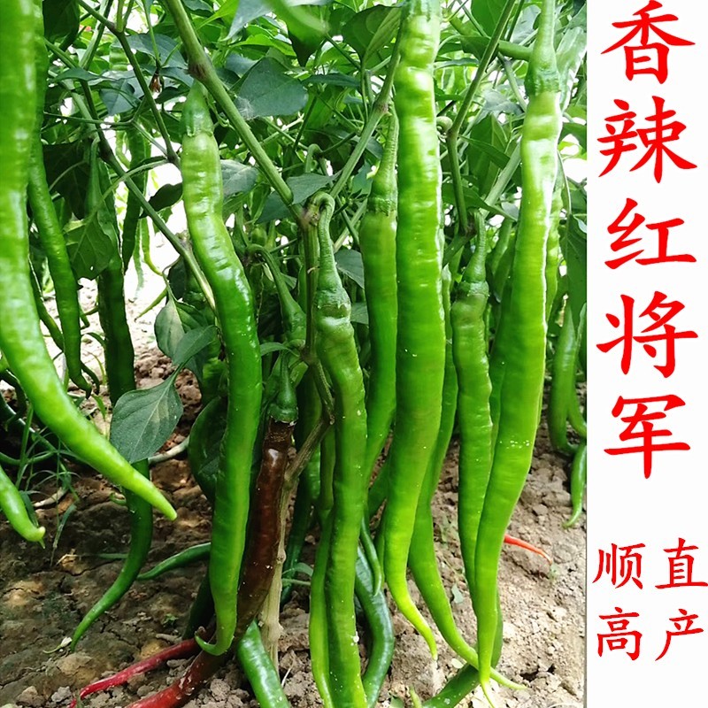 香辣红将军条椒种籽顺直高产耐热耐湿四季蔬菜包