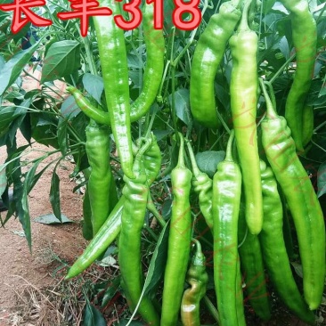长丰318辣椒种子喜洋洋春秋延大果早熟抗病春四季蔬菜1