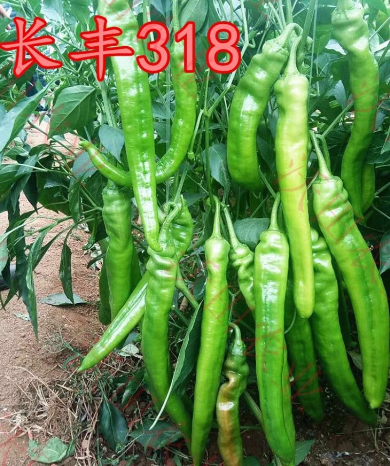 长丰318辣椒种子喜洋洋春秋延大果早熟抗病春四季蔬菜1