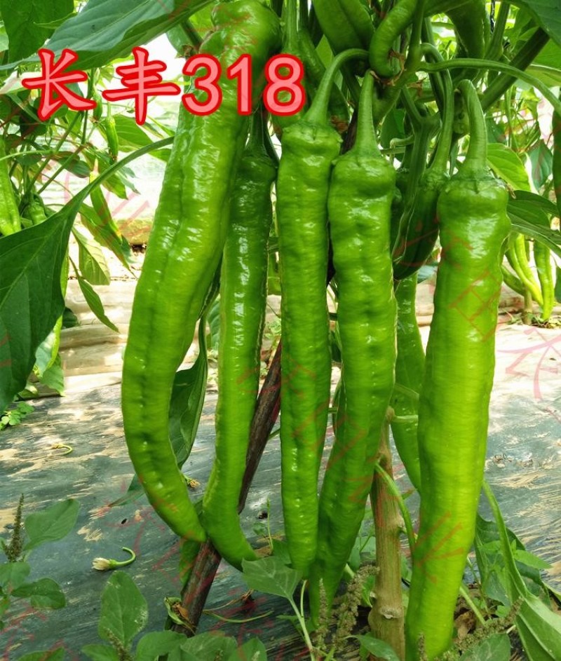 长丰318辣椒种子喜洋洋春秋延大果早熟抗病春四季蔬菜1