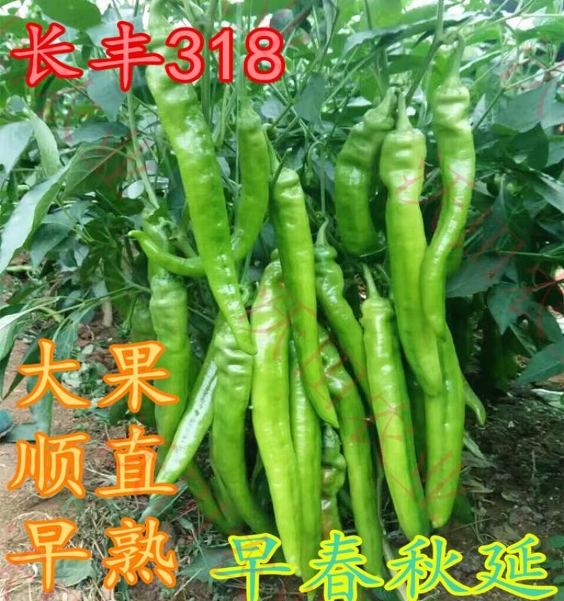 长丰318辣椒种子喜洋洋春秋延大果早熟抗病春四季蔬菜1