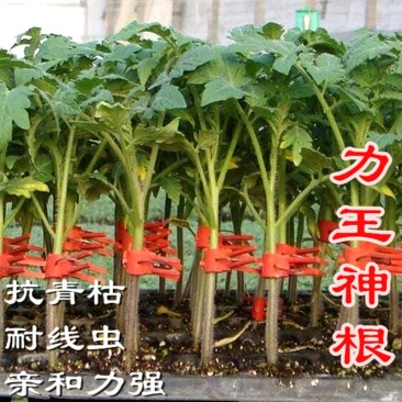 力王神根番茄砧木种子嫁接番茄种籽亲和力好高抗青枯病枯萎病
