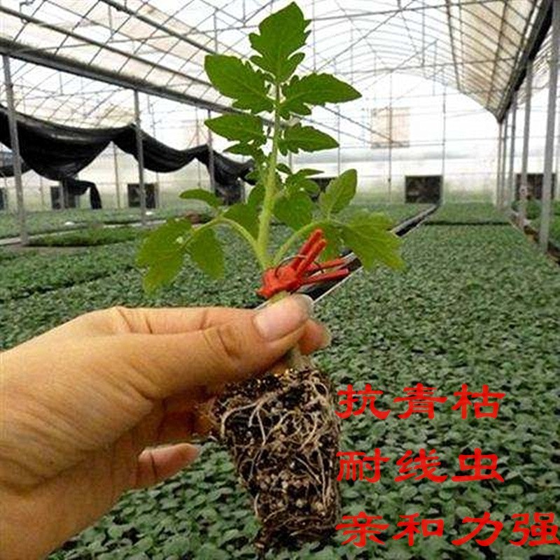力王神根番茄砧木种子嫁接番茄种籽亲和力好高抗青枯病枯萎病