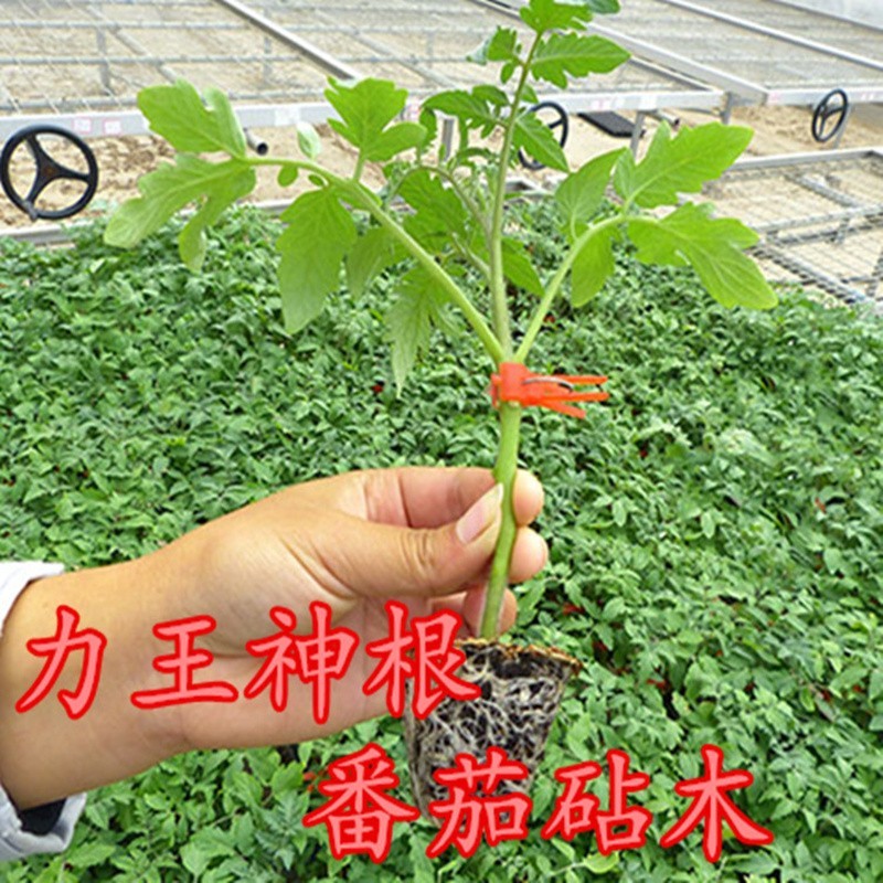 力王神根番茄砧木种子嫁接番茄种籽亲和力好高抗青枯病枯萎病
