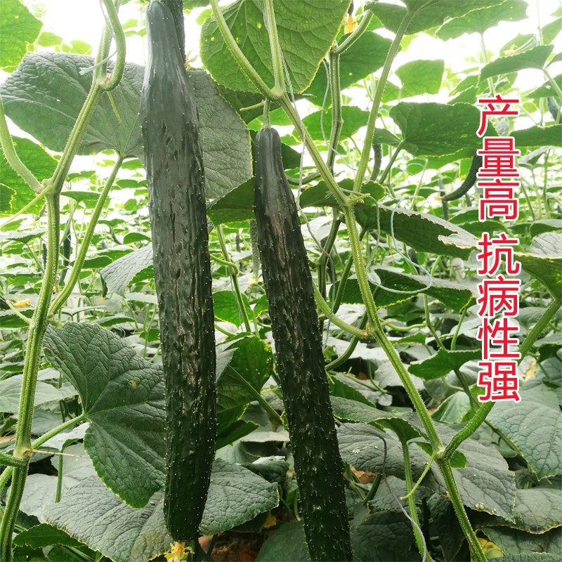 黄瓜种子青秀1619高产水黄瓜种籽全雌性瓜码密耐寒油亮抗
