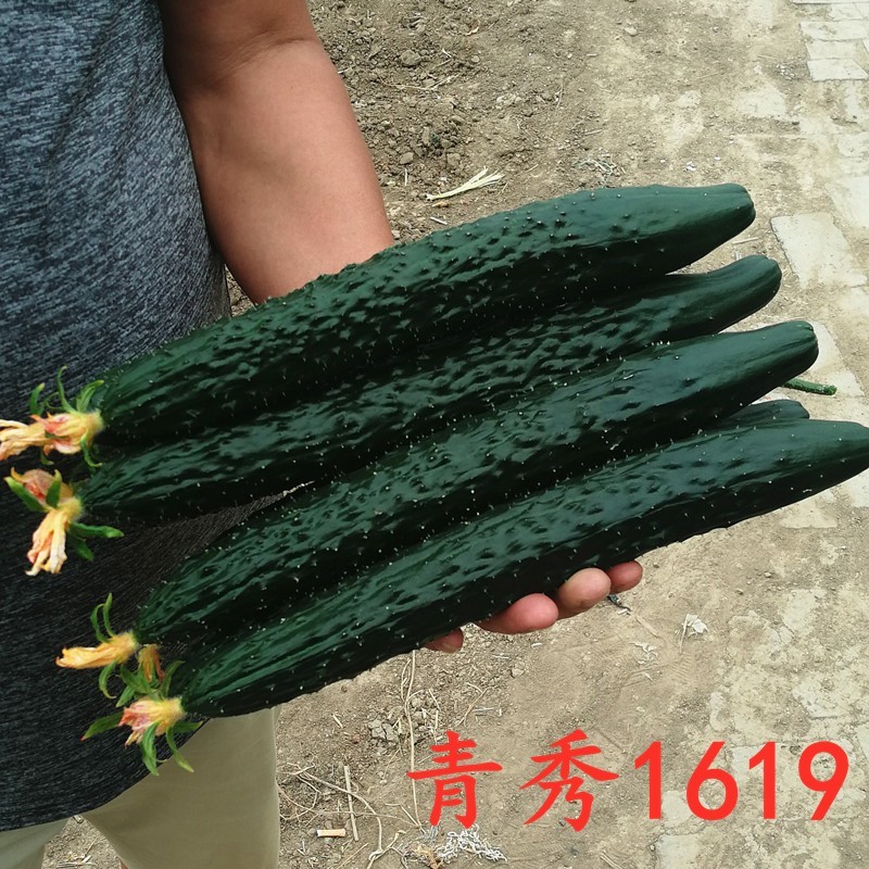 黄瓜种子青秀1619高产水黄瓜种籽全雌性瓜码密耐寒油亮抗
