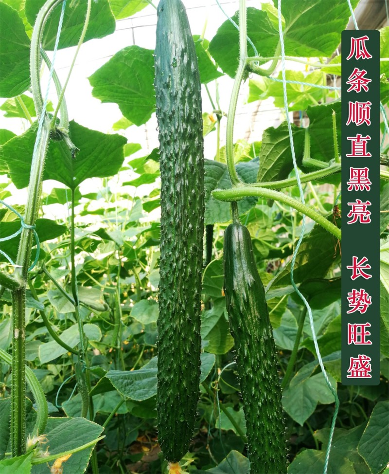 黄瓜种子青秀1619高产水黄瓜种籽全雌性瓜码密耐寒油亮抗