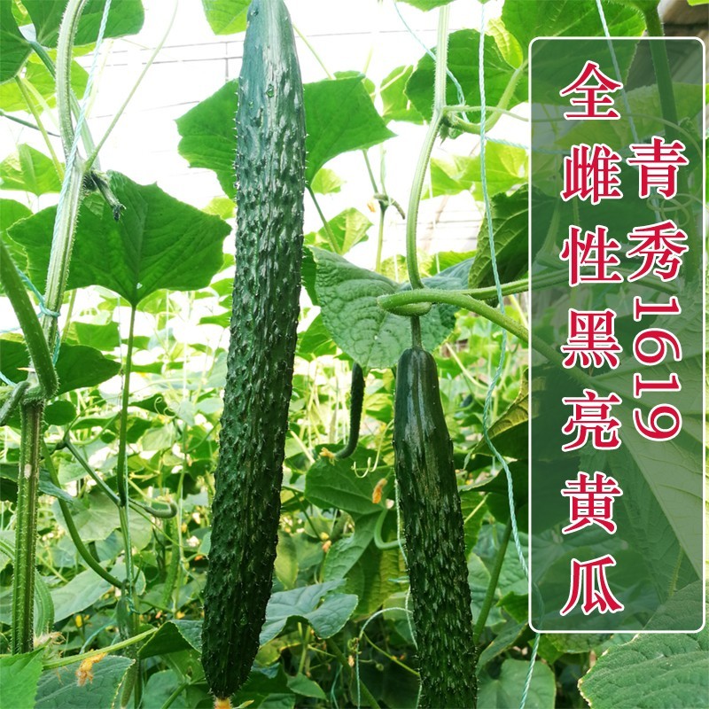 黄瓜种子青秀1619高产水黄瓜种籽全雌性瓜码密耐寒油亮抗