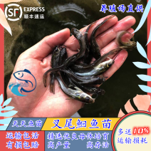 斑点叉尾鮰鱼苗钳鱼叉尾鱼回鱼喂食包邮活体大型养殖食用