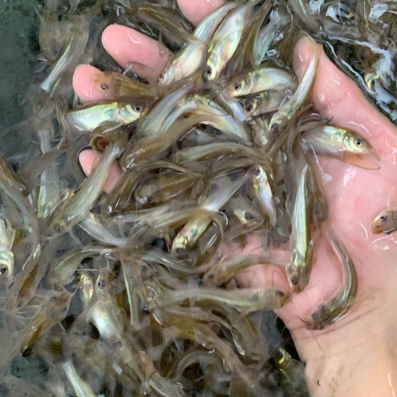 斑点叉尾鮰鱼苗钳鱼叉尾鱼回鱼喂食包邮活体大型养殖食用