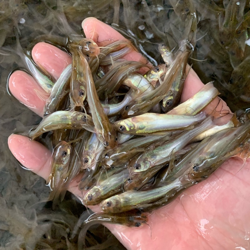 斑点叉尾鮰鱼苗钳鱼叉尾鱼回鱼喂食包邮活体大型养殖食用