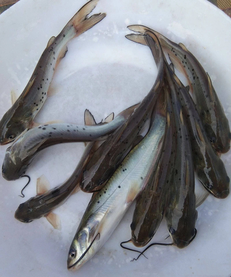 斑点叉尾鮰鱼苗钳鱼叉尾鱼回鱼喂食包邮活体大型养殖食用
