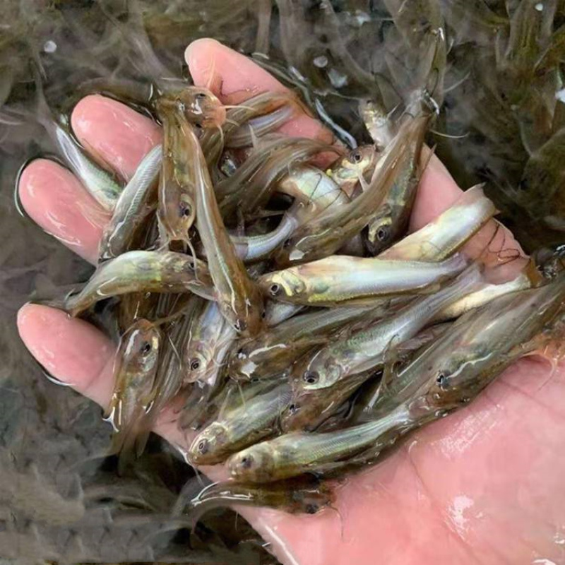 斑点叉尾鮰鱼苗钳鱼叉尾鱼回鱼喂食包邮活体大型养殖食用