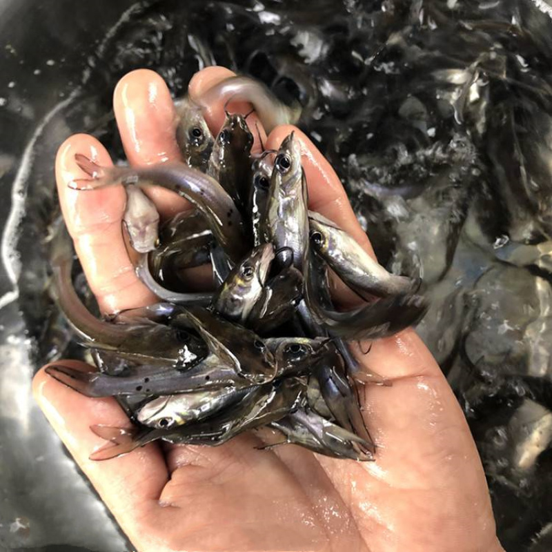斑点叉尾鮰鱼苗钳鱼叉尾鱼回鱼喂食包邮活体大型养殖食用
