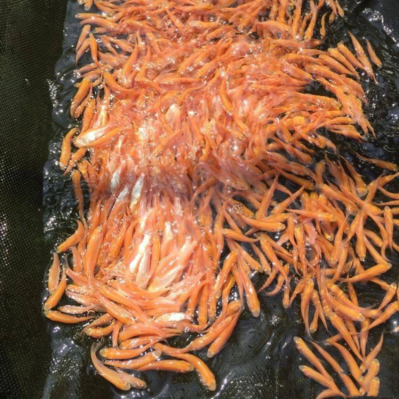 俄罗斯金草鱼苗金丝鲩鱼苗优质金丝草鱼苗金色鲩