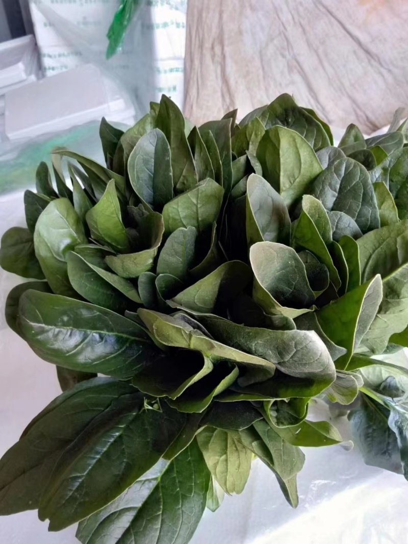 大叶菠菜天天接单中