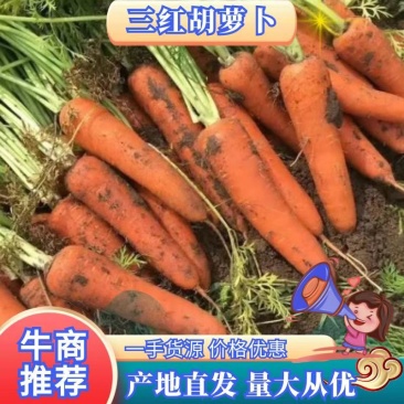 三红七寸参胡萝卜2两以上水洗10厘米以上三红胡萝卜