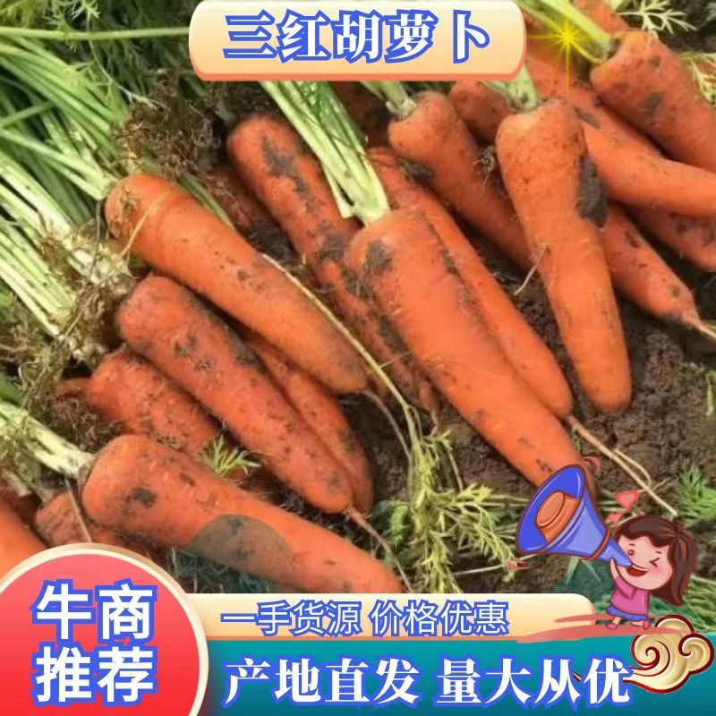 三红七寸参胡萝卜2两以上水洗10厘米以上三红胡萝卜