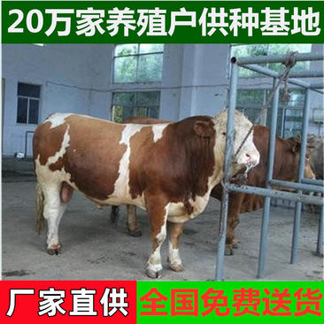 肉牛犊小牛犊西门塔尔牛手续齐全厂家直供免费送货