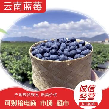 云南露天蓝莓新鲜采摘、脆甜大果、基地直发欢迎采购