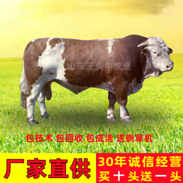 肉牛西门塔尔牛牛犊手续齐全厂家直供免费送货到家