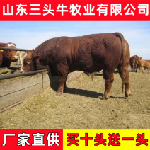 活牛肉牛犊育肥牛犊手续齐全免费送货买十送一