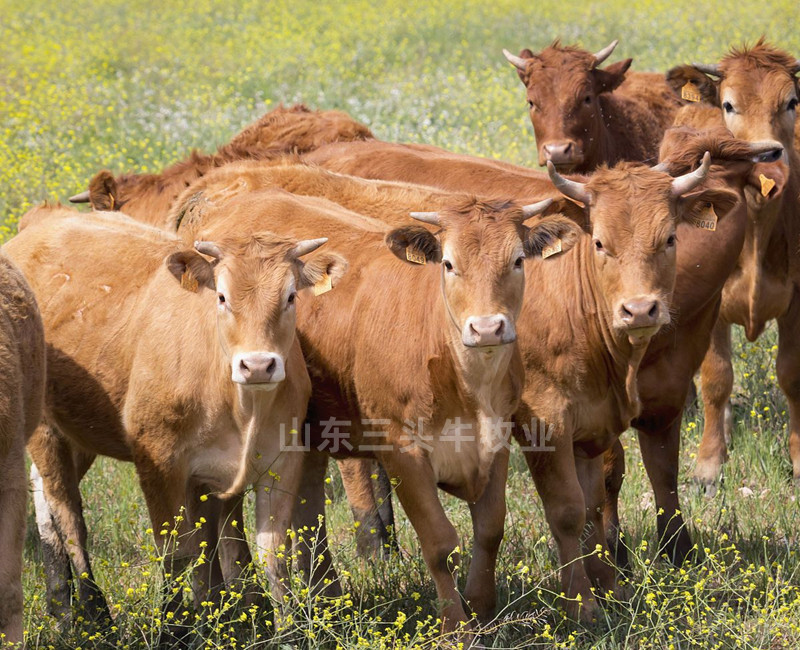 肉牛犊手续齐全厂家直供免费送货到家