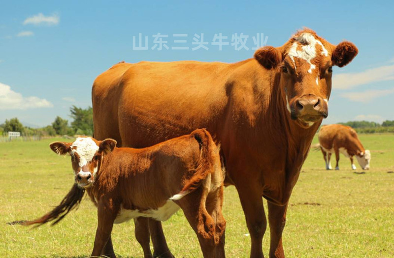 肉牛犊手续齐全厂家直供免费送货到家
