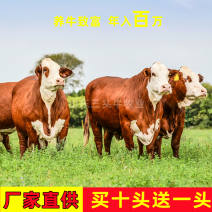 肉牛肉牛犊西门塔尔牛手续齐全厂家直供免费送货