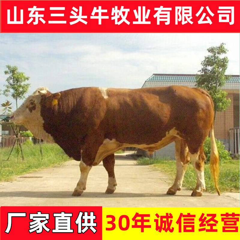 西门塔尔小牛犊西门塔尔母牛手续齐全厂家直供免费送
