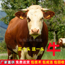 活牛肉牛犊包成活包运输品类齐全手续齐全