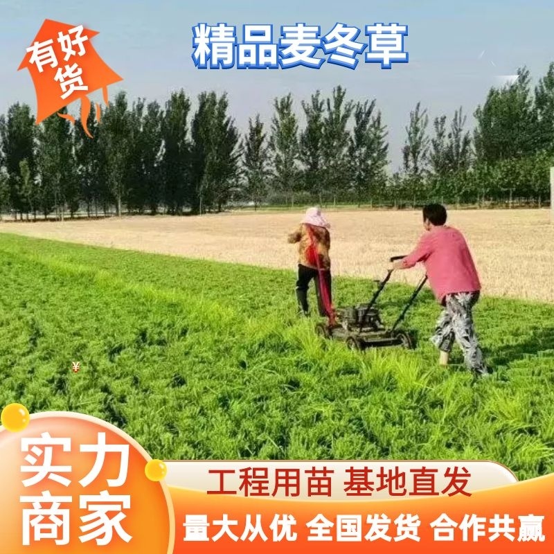 【实力商家】麦冬苗山东麦冬草中叶麦冬大量供应