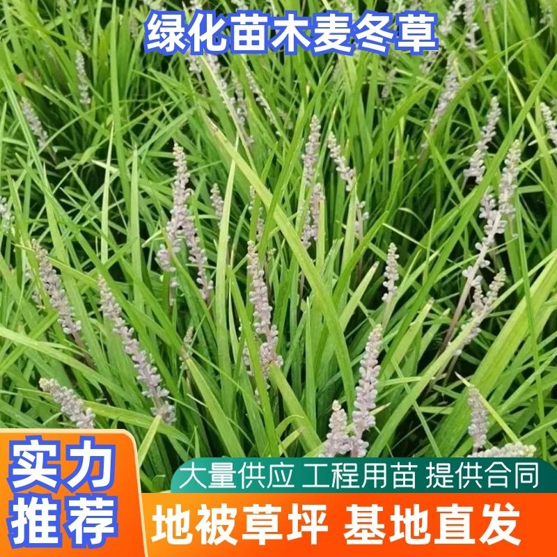 【实力】丹麦草中叶麦冬草绿化苗木地被苗工程用苗基地批发