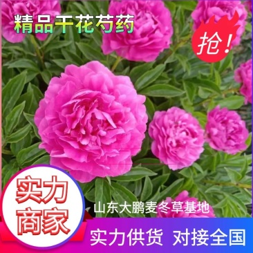 千层花大富贵观赏芍药观赏花芍药苗干花盆景花卉批发