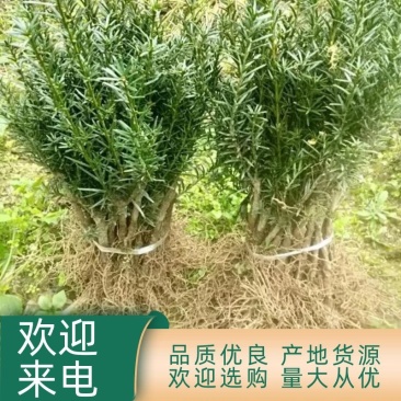 正宗曼地亚红豆杉苗两年优质扦插苗基地直发一手货源质量保障