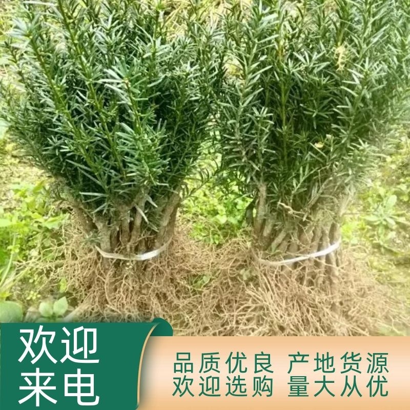 正宗曼地亚红豆杉苗两年优质扦插苗基地直发一手货源质量保障