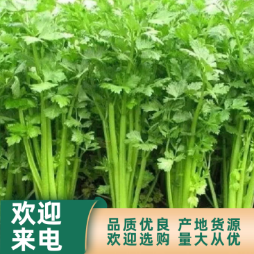 夏邑皇妃芹菜大量上市，产地一手货源，有需要联系