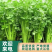 夏邑西芹大量上市，各种规格，商超直供，欢迎新老顾客前来订