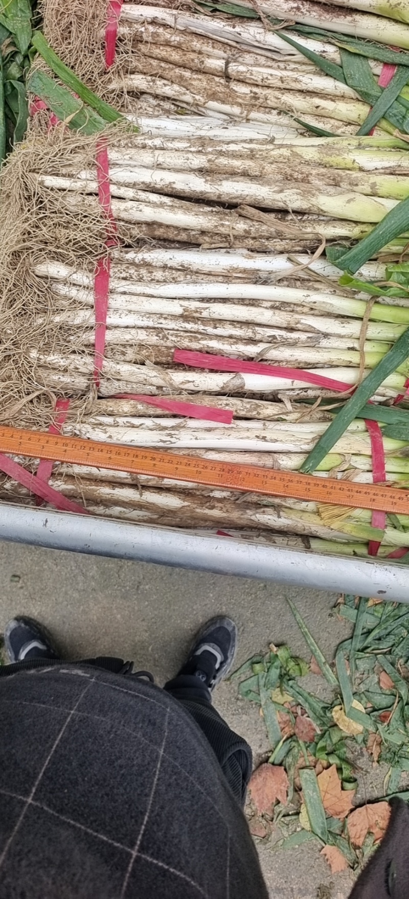 优质长白大葱，胶泥地亮度好，无断头，远近可送，保证质量。