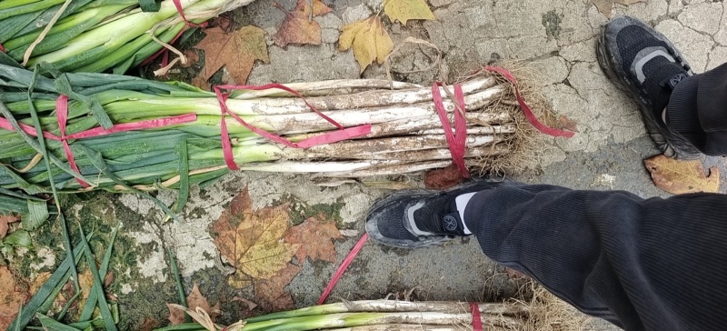 优质长白大葱，胶泥地亮度好，无断头，远近可送，保证质量。
