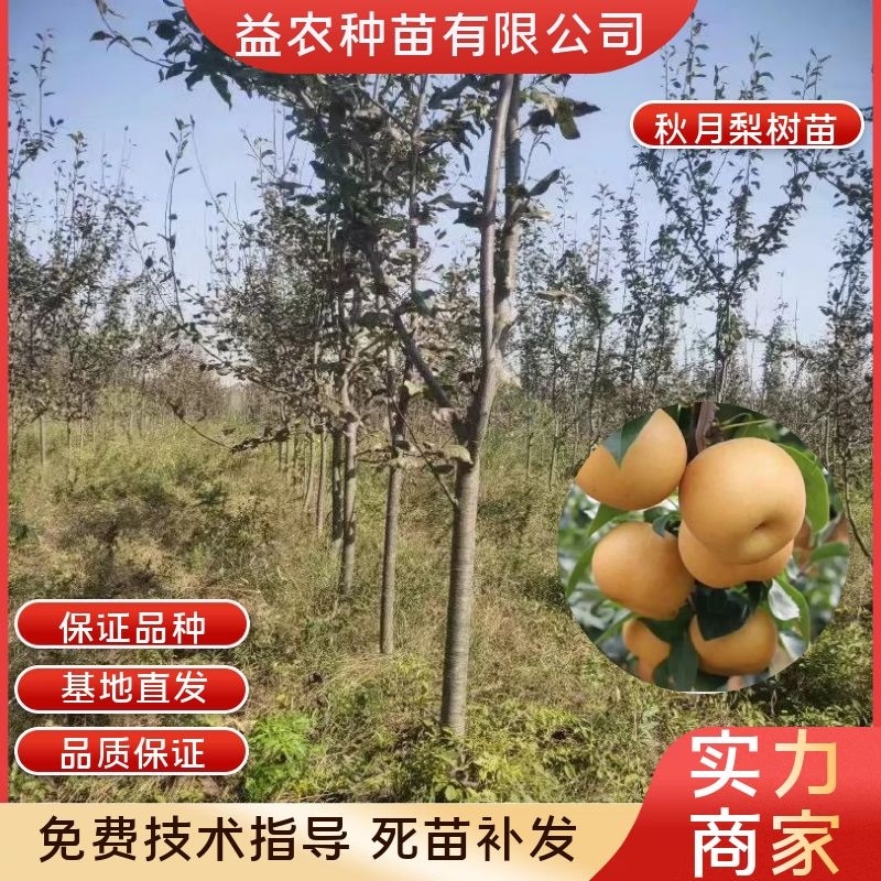 梨树苗早中晚熟品种酥脆梨黄金梨蜜梨翠冠梨苹果梨