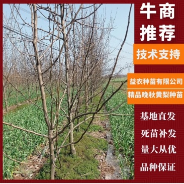安徽山东河南占地梨树2-8公分，秋月，翠冠，酥梨晚秋黄梨