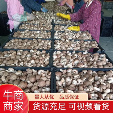 精品香菇大量上市中，常年稳定供应，品质好基地直供